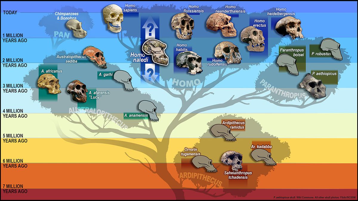 Les hypothèses d’arborescences de l’évolution humaine - Matière et ...